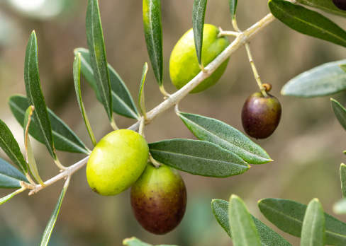 オリーブ
