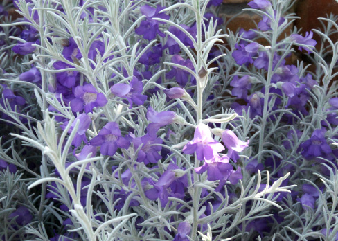 エレモフィラニベア